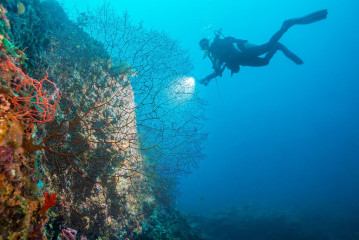 Philippines, Palawan, Puerto Princesa, diver with corals