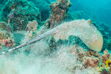 Philippines, Palawan, Puerto Princesa, blue spottet stingray