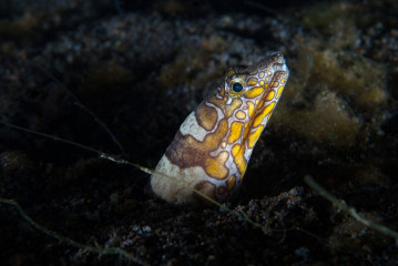 Philippines, eel, Pintuyan Island
