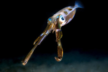 Philippines, squid, Pintuyan Island