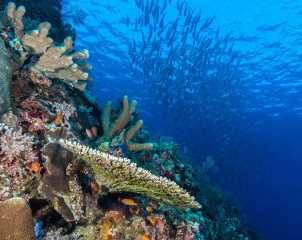 Philippines, corals with school of fish at Tubbataha reef