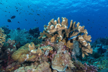 Philippines, corals at Tubbataha reef