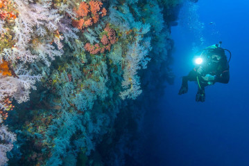Philippines, corals with diver at Tubbataha reef