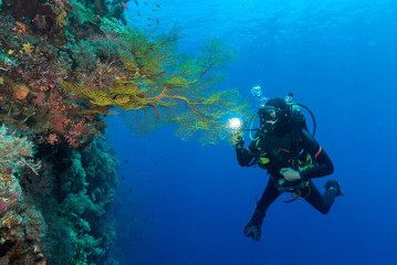 Philippines, corals with diver at Tubbataha reef