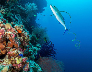 Philippines, travelly at Tubbataha reef