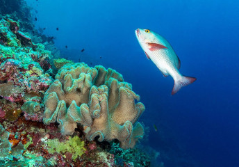 Philippines, travelly at Tubbataha reef