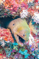 Philippines, murray eel at Tubbataha Reef