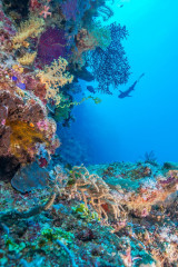 Philippines, silhouette of white tip reef shark with corals at Tubbataha Reef