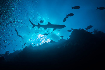Philippines, silhouette of white tip reef shark at Tubbataha Reef