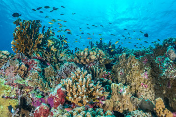 Philippines, corals with fish at Tubbataha Reef