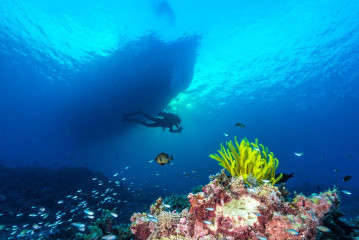 Philippines, "Dschubba", Safari Boat at Tubbataha from underneath with corals and diver