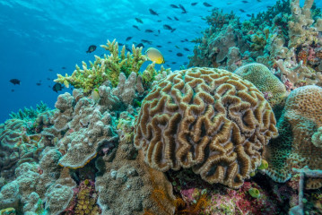 Philippines, corals with fish at Tubbataha Reef