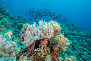 Philippines, corals with school of fish at Tubbataha Reef