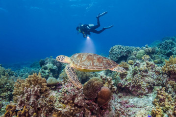 Philippines, turtle with diver at Tubbataha Reef