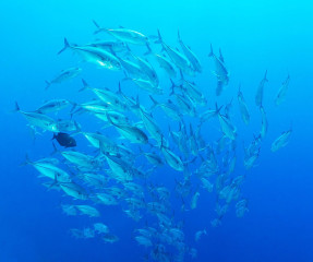 Philippines, school of fish at Tubbataha