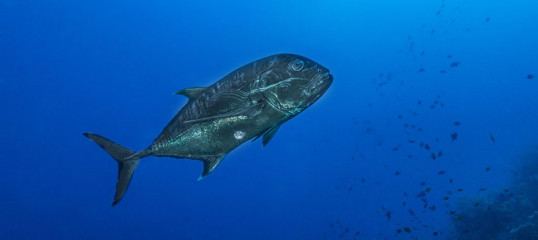 Philippines, injured trevally at Tubbataha reef