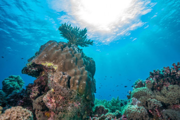 Philippines, corals with sun at Tubbataha Reef