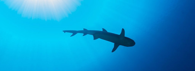 Philippines, white tip reef shark at Tubbataha