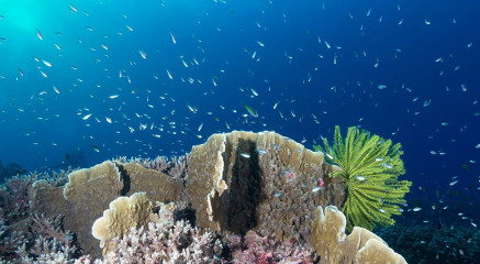 Philippines, corals at Tubbataha reef