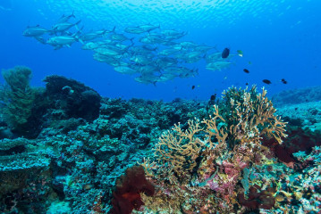 Philippines, school of fish at Tubbataha reef