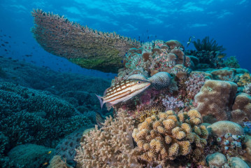 Philippines, corals with fish at Tubbataha Reef