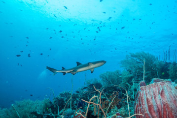 Philippines, white tip reef shark at Tubbataha Reef