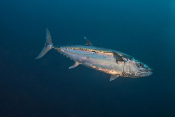Philippines, tuna fish at Tubbataha Reef