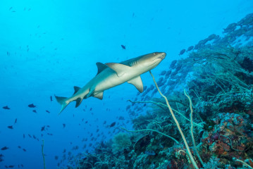 Philippines, white tip reef shark at Tubbataha Reef