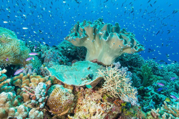 Philippines, corals at Tubbataha reef