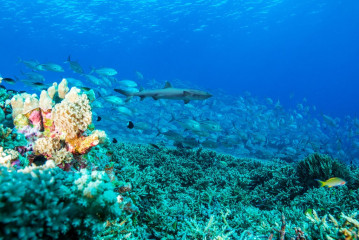 Philippines, white tip reef shark with school of fish at Tubbataha Reef