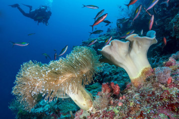 Philippines, corals with diver at Tubbataha Reef