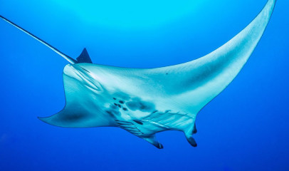 Philippines, Manta Ray at Tubbataha