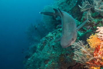 Philippines, white tip reef shark at Tubbataha Reef