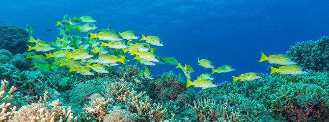 Philippines, school of fish at Tubbataha