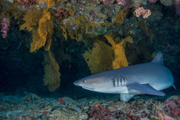 Philippines, nurse shark at Tubbataha Reef
