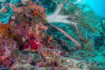 Philippines, flute fish at Tubbataha Reef
