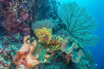 Philippines, corals at Tubbataha Reef