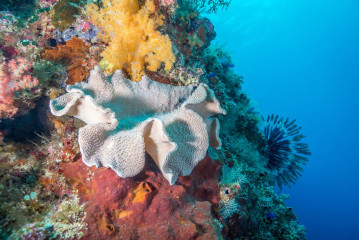 Philippines, corals at Tubbataha Reef