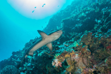 Philippines, white tip reef shark at Tubbataha Reef