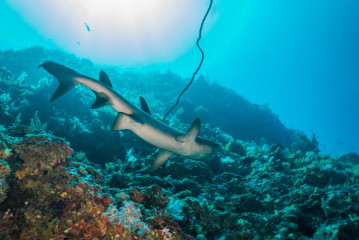 Philippines, white tip reef shark at Tubbataha Reef