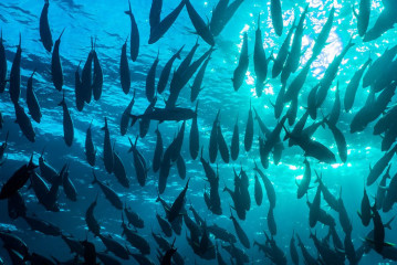 Philippines, school of fish at Tubbataha
