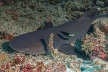 Philippines, white tip reef shark at Tubbataha Reef