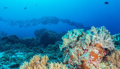 Philippines, scholl of fish with coral reef at Tubbataha