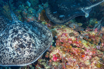 Philippines, 2 Marble rays at Tubbataha