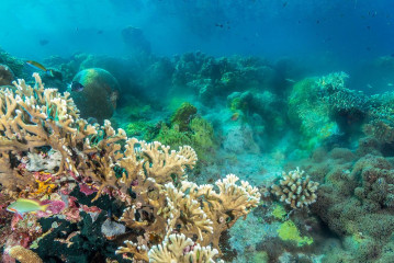 Philippines, coral reef emit at Tubbataha