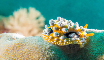 Nudibranch, Bunaken Island, Manado, Indonesia