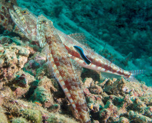 Cleaner Fish, Bunaken Island, Manado, Indonesia