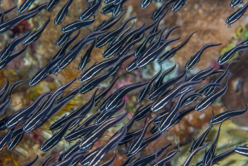 School of Fish, Bunaken Island, Manado, Indonesia