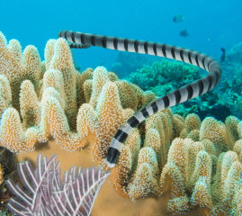 Sea snake, Bunaken Island, Manado, Indonesia