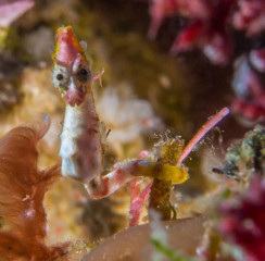 Seahorse, Bunaken Island, Manado, Indonesia